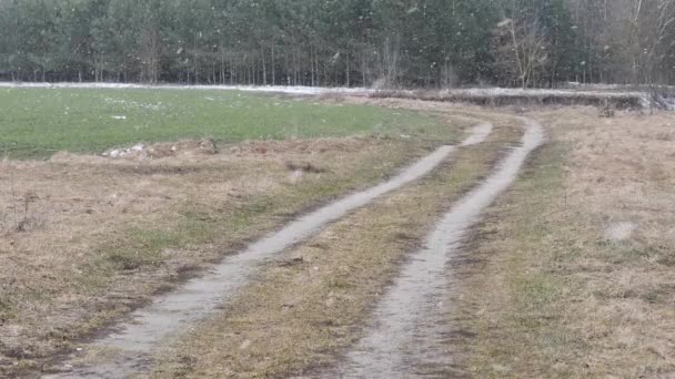 Groene Winter Veld Sneeuw Bedekt Grond — Stockvideo