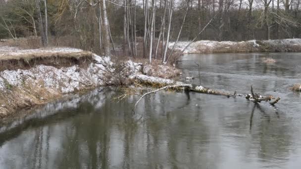 Beginning Spring Wild Fast River Thickets — Stock Video