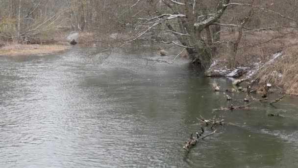 Frühlingsanfang Wilder Schneller Fluss Dickicht — Stockvideo