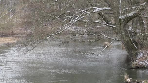 Het Begin Van Lente Wilde Snel Rivier Onder Het Kreupelhout — Stockvideo