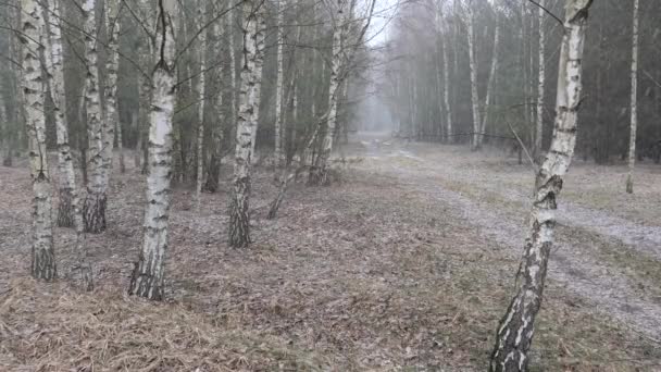 Première Neige Recouvrait Sol Bouleau — Video