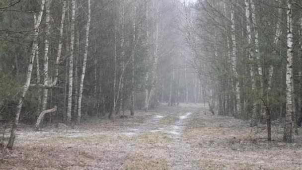 Den Första Snön Täckte Marken Björk — Stockvideo