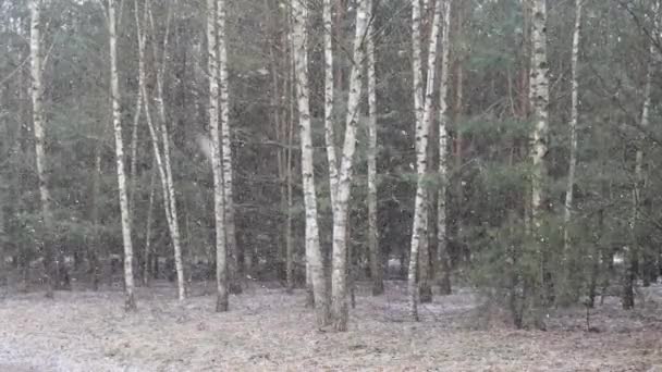 第一场雪覆盖了地面上的桦树 — 图库视频影像