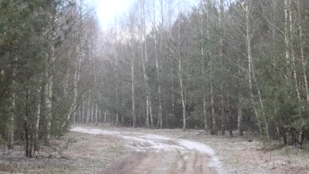 Der Erste Schnee Bedeckte Den Boden Birken — Stockvideo