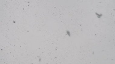 büyük pul gökten kar düşüyor