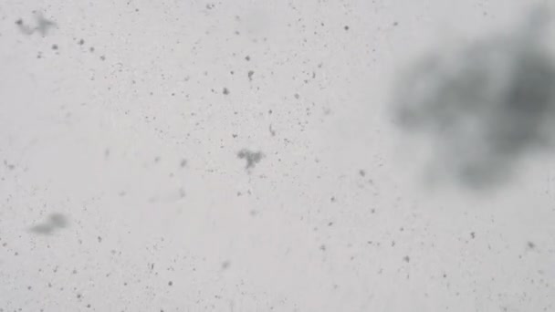 Neve Cai Céu Grandes Flocos — Vídeo de Stock