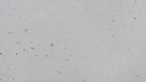 Snö Faller Från Himlen Stora Flingor — Stockvideo