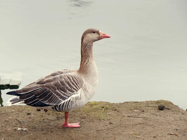 Gänsefüßchen schöner großer Vogel am Ufer. — Stockfoto