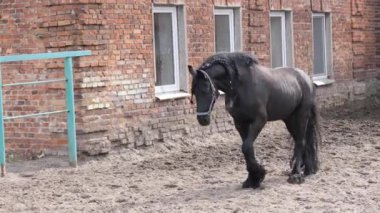 tükenmez kalemle güzel siyah safkan at