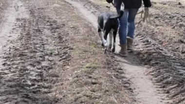 Kız baharda büyük bir kör köpek yürüyüş