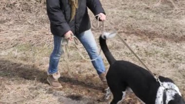 Kız baharda büyük bir kör köpek yürüyüş