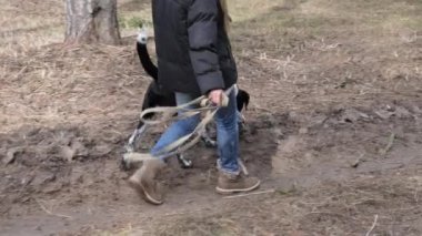 Kız baharda büyük bir kör köpek yürüyüş