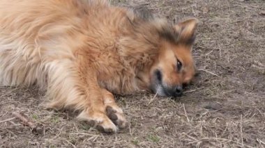 Kırmızı yarda melez köpek yere yatıyor.