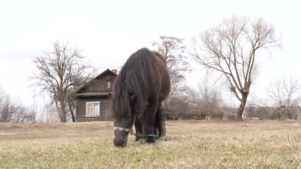 poney broute sur une pelouse dans la nature au printemps .