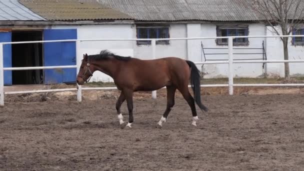 baie jeune cheval marche dans la plume .