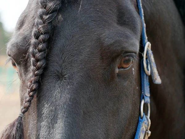 Bellissimo cavallo purosangue nero nel recinto — Foto Stock