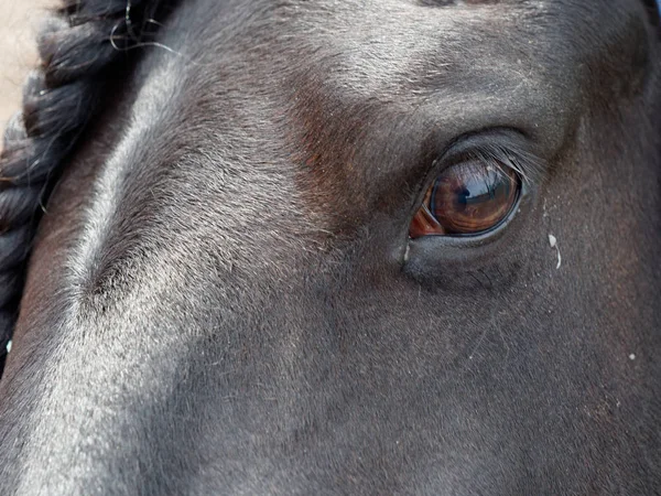 Beautiful black thoroughbred horse in the pen — Stock Photo, Image