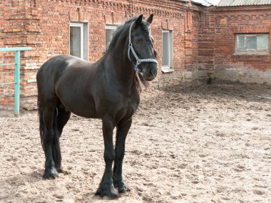 tükenmez kalemle güzel siyah safkan at