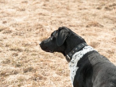 av köpeği. Doğada işaretçi dış standı