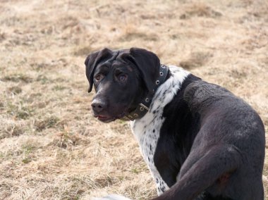 av köpeği. Doğada işaretçi dış standı