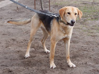 av köpeği. Rus tazı. doğada dış standı.