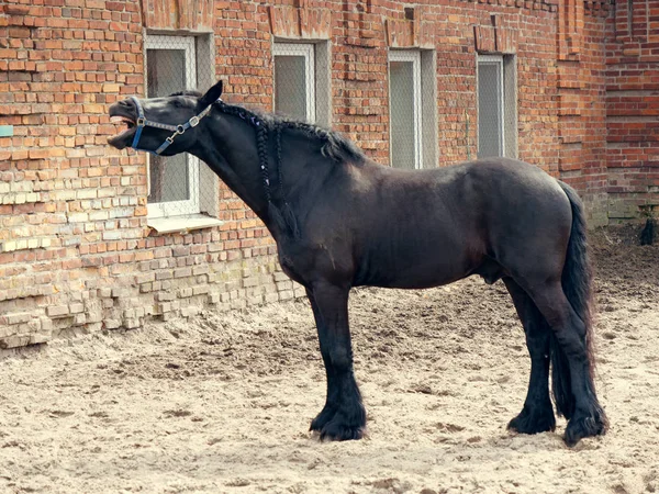 Belo cavalo puro-sangue preto na caneta — Fotografia de Stock