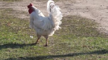 köyde çimenlikte güzel beyaz horoz.