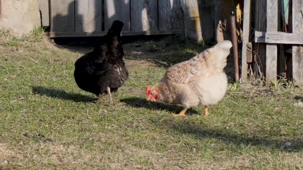 poulets domestiques pâturent sur la pelouse dans le village .