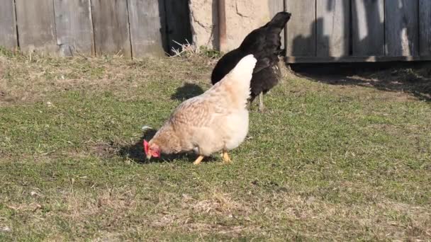 poulets domestiques pâturent sur la pelouse dans le village .