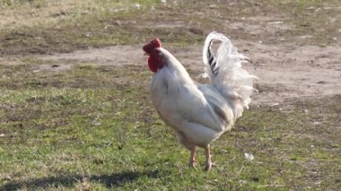 köyde çimenlikte güzel beyaz horoz.