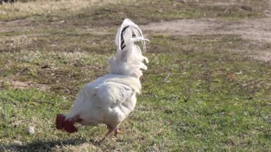 köyde çimenlikte güzel beyaz horoz.