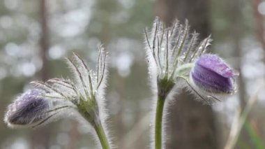 kar damlaları mor oda açılmamış. Ormanda güzel