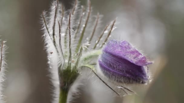 Nevadas Púrpura Cámara Desplegado Hermoso Bosque — Vídeos de Stock