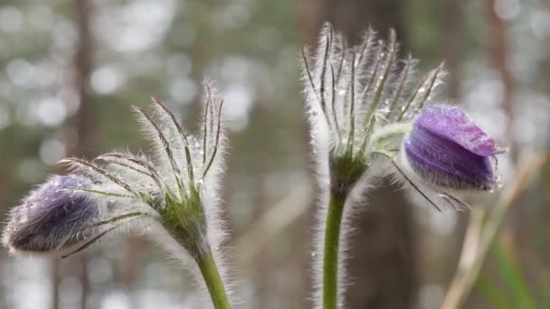 Nevadas Púrpura Cámara Desplegado Hermoso Bosque — Vídeos de Stock