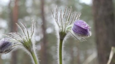 kar damlaları mor oda açılmamış. Ormanda güzel