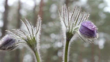 kar damlaları mor oda açılmamış. Ormanda güzel