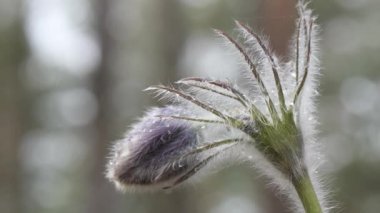 kar damlaları mor oda açılmamış. Ormanda güzel
