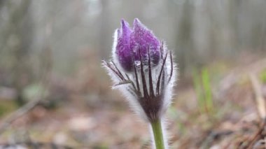 kar damlaları mor oda açılmamış. Ormanda güzel