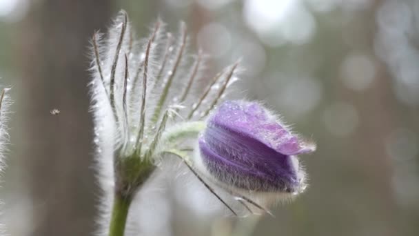 Gotas Neve Roxo Câmara Desdobrado Bonito Floresta — Vídeo de Stock