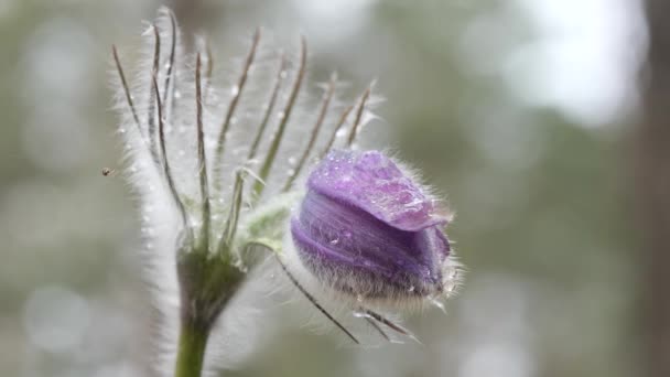 Gotas Neve Roxo Câmara Desdobrado Bonito Floresta — Vídeo de Stock