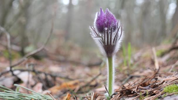 Gouttes Neige Chambre Pourpre Déplié Belle Dans Forêt — Video