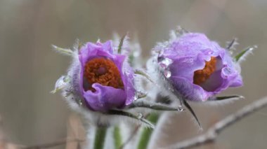 kar damlaları mor oda açılmamış. Ormanda güzel