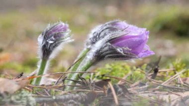 kar damlaları mor oda açılmamış. Ormanda güzel