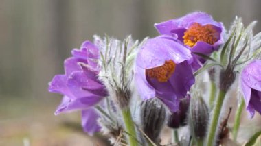 kar damlaları mor oda açılmamış. Ormanda güzel