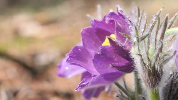 Bucaneve Viola Camera Dispiegato Bella Nella Foresta — Video Stock