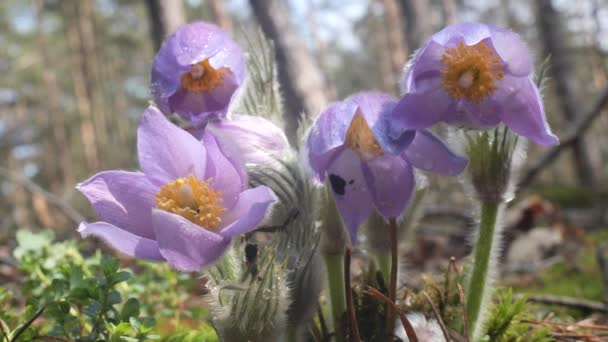 Bucaneve Viola Camera Dispiegato Bella Nella Foresta — Video Stock