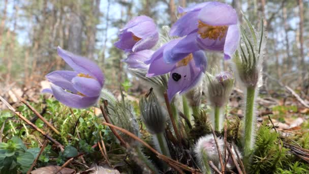 Gouttes Neige Chambre Pourpre Déplié Belle Dans Forêt — Video