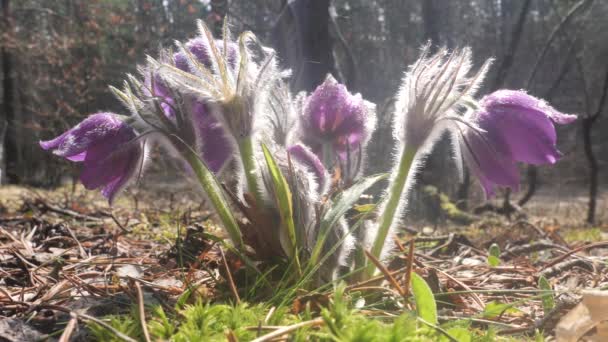 Gotas Neve Roxo Câmara Desdobrado Bonito Floresta — Vídeo de Stock