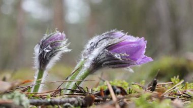 kar damlaları mor oda açılmamış. Ormanda güzel