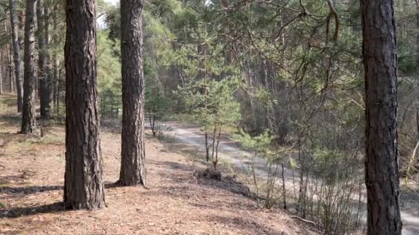 Bahar Içinde Hillocks Tepeler Ile Çam Ormanı — Stok video